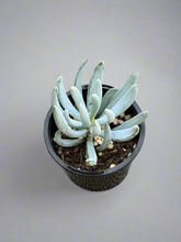 Load image into Gallery viewer, Senecio Blue Sticks (Dwarf)
