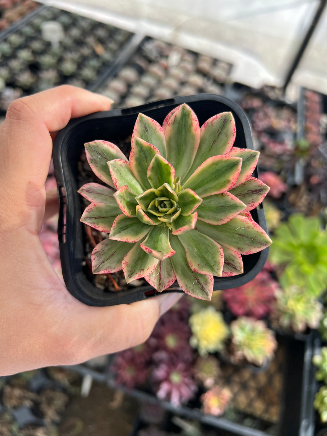 Aeonium Bronze Medal (Sweet Tea) Variegated