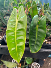 Load image into Gallery viewer, Philodendron Billietiae
