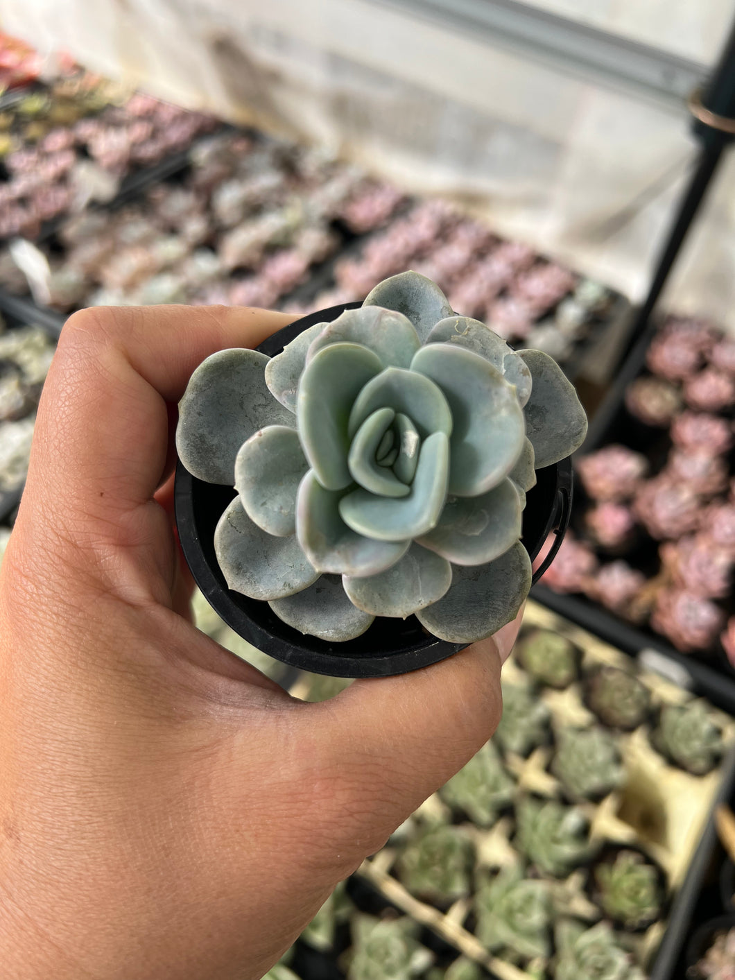 Pachyveria Orpet