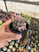 Load image into Gallery viewer, Pachyphytum Baby Finger
