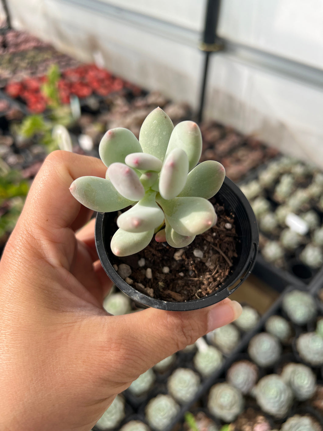 Pachyphytum Pink Tips