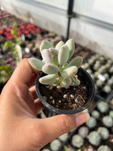 Load image into Gallery viewer, Pachyphytum Pink Tips
