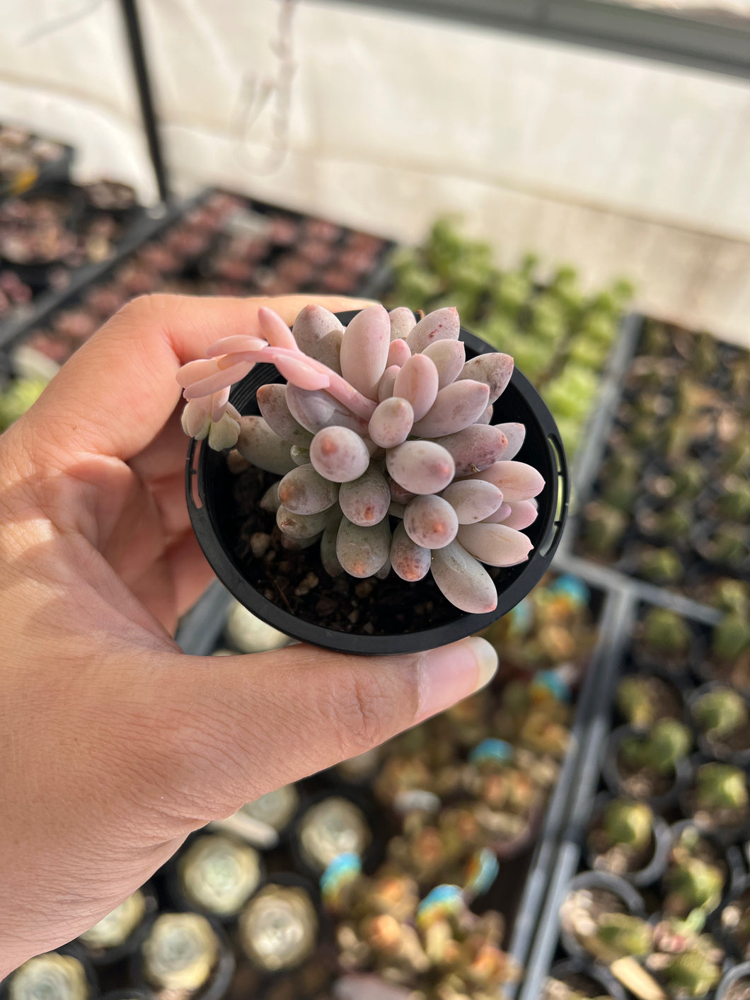 Pachyphytum Baby Finger