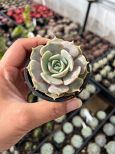 Load image into Gallery viewer, Echeveria Elegans x Lola
