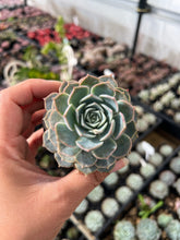 Load image into Gallery viewer, Echeveria Elegans X Violet Queen
