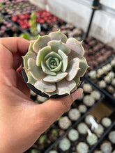 Load image into Gallery viewer, Echeveria Elegans x Lola
