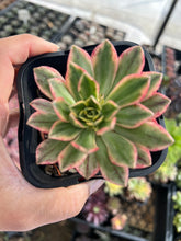 Load image into Gallery viewer, Aeonium Bronze Medal (Sweet Tea) Variegated
