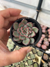 Load image into Gallery viewer, Echeveria Pulelinze
