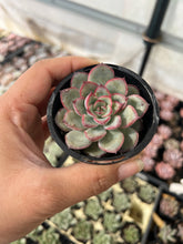 Load image into Gallery viewer, Echeveria Pulelinze
