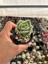 Load image into Gallery viewer, Graptoveria Lovely Rose
