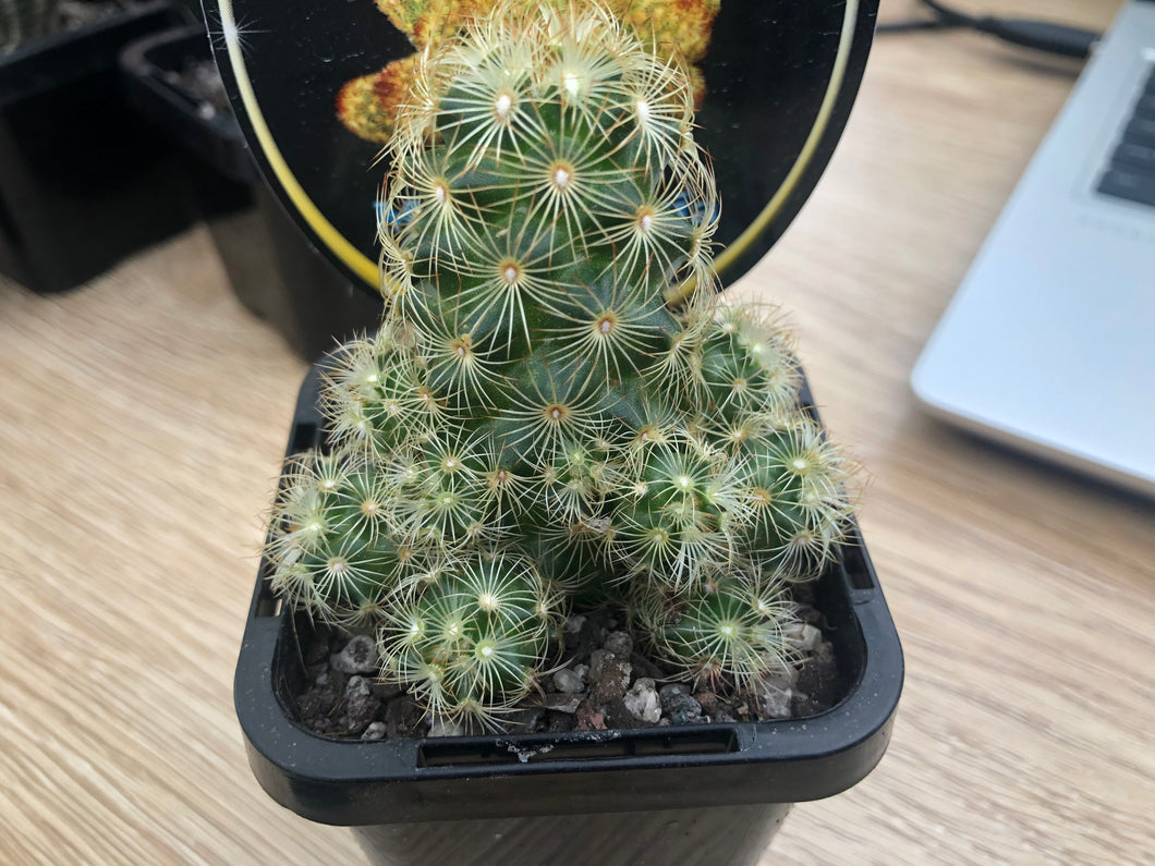 Mammillaria elongata 'Little Suns'