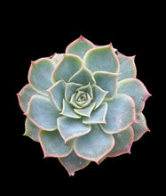 Load image into Gallery viewer, Echeveria Elegans X Violet Queen
