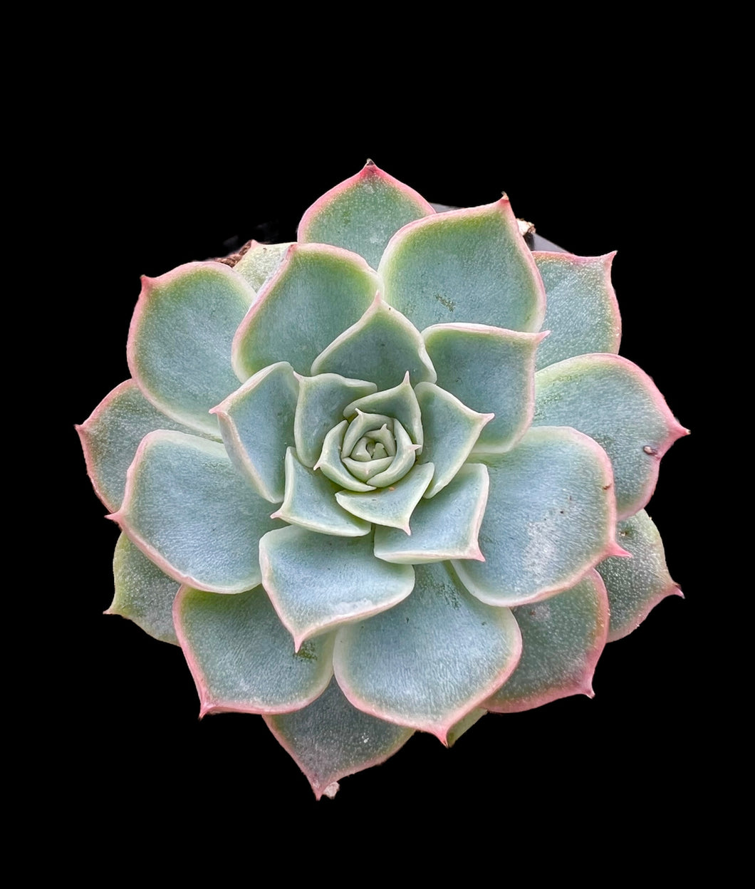 Echeveria Elegans X Violet Queen