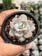 Load image into Gallery viewer, Echeveria Laui
