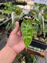 Load image into Gallery viewer, Philodendron Billietiae
