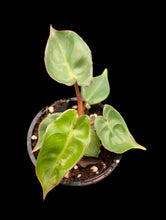 Load image into Gallery viewer, Philodendron Billietiae
