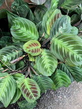 Load image into Gallery viewer, Maranta leuconeura massangeana Black Maranta/NOID
