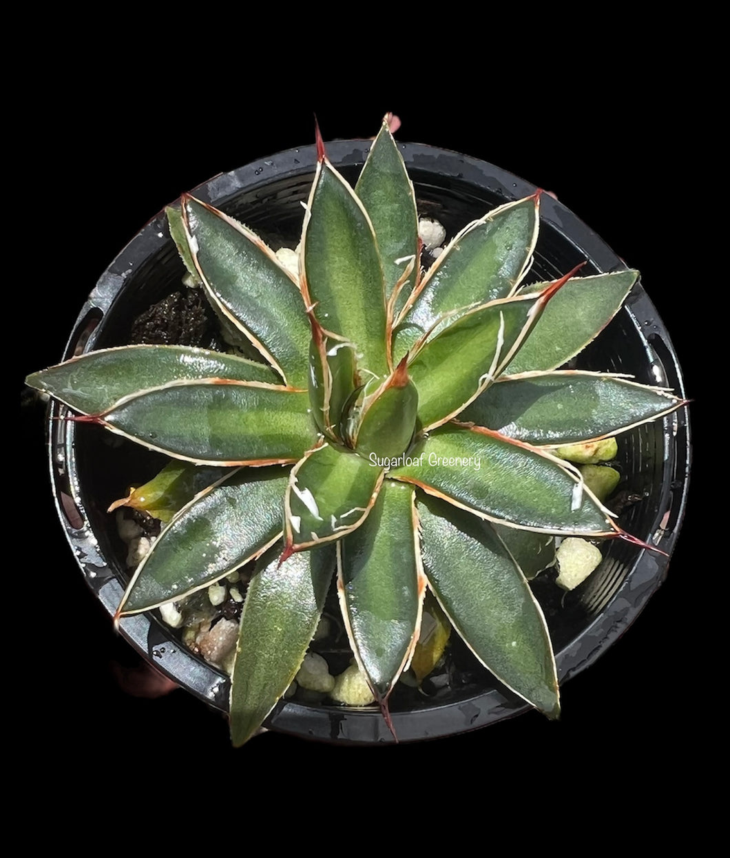 Agave filifera subs schidigera