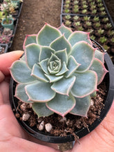 Load image into Gallery viewer, Echeveria Elegans X Violet Queen
