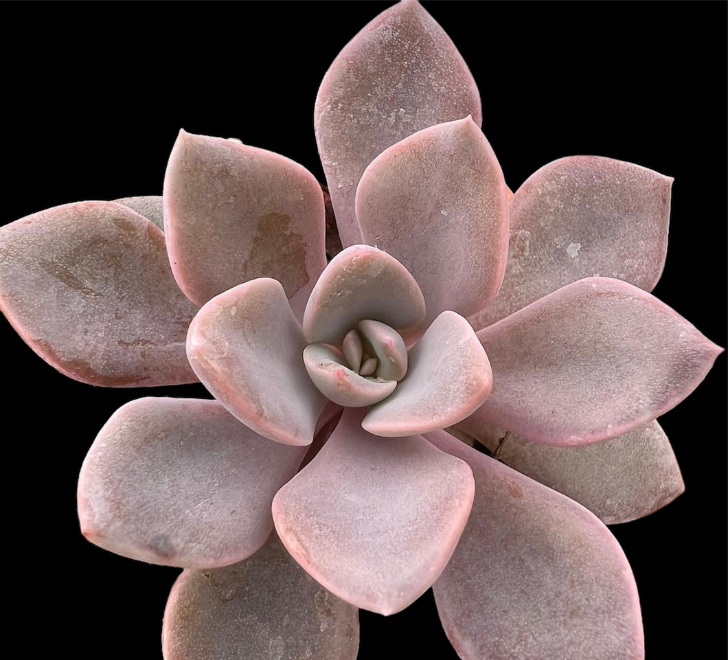 Graptoveria Debbie