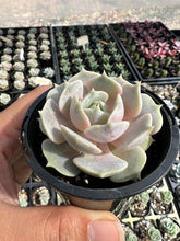 Load image into Gallery viewer, Echeveria Elegans x Lola
