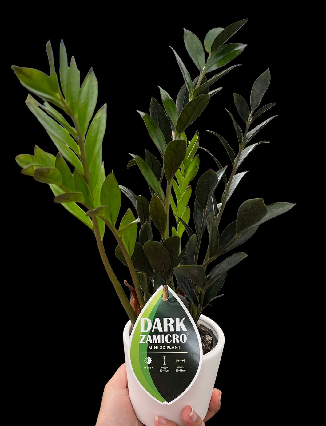 Zamioculcas Dark ZZ