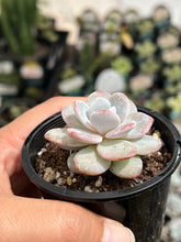 Load image into Gallery viewer, Echeveria Laui
