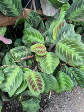 Load image into Gallery viewer, Maranta leuconeura massangeana Black Maranta/NOID
