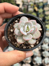 Load image into Gallery viewer, Echeveria Laui
