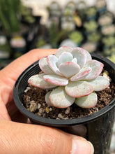 Load image into Gallery viewer, Echeveria Laui
