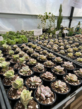 Load image into Gallery viewer, Echeveria Laui

