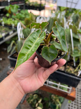 Load image into Gallery viewer, Philodendron Billietiae
