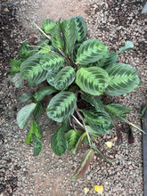 Load image into Gallery viewer, Maranta leuconeura massangeana Black Maranta/NOID
