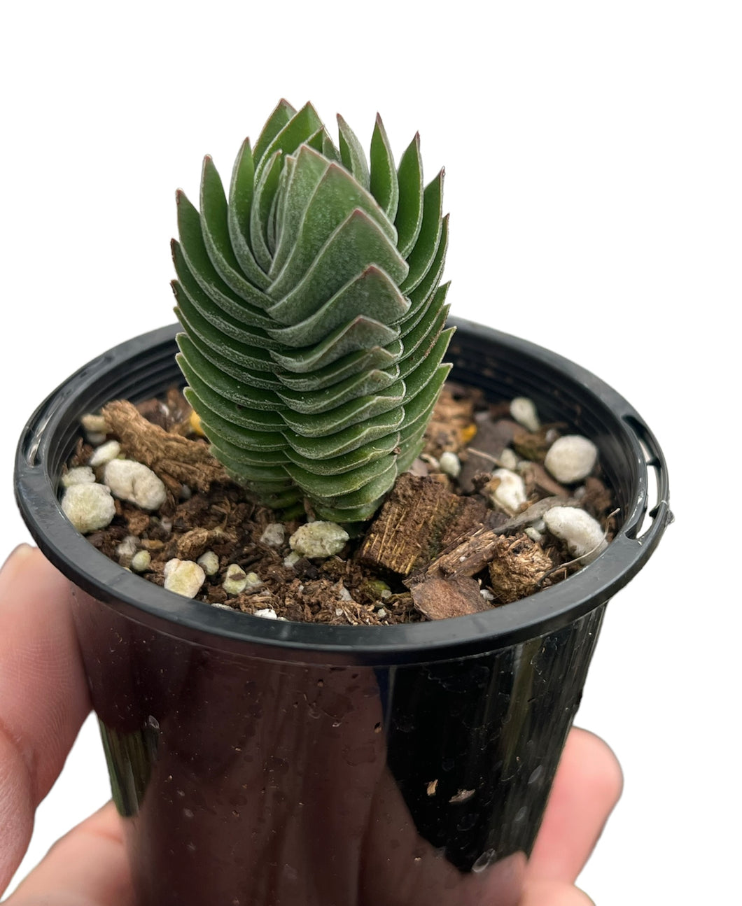 Crassula Buddha's Temple