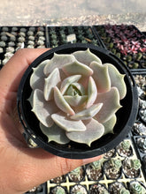 Load image into Gallery viewer, Echeveria Elegans x Lola
