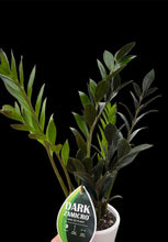 Load image into Gallery viewer, Zamioculcas Dark ZZ
